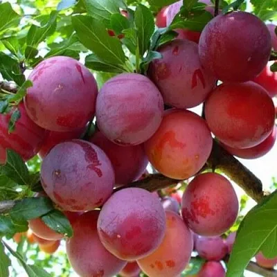 Слива НЕКТАРИННАЯ АРОМАТНАЯ  Слива НЕКТАРИННАЯ АРОМАТНАЯ в Туле