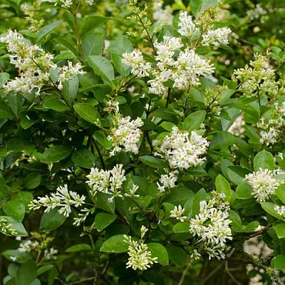 Бирючина в Туле