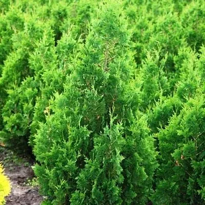 Туя СПИРАЛИС западная  Туя СПИРАЛИС западная в Туле