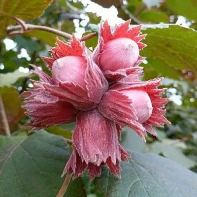 Фундук СКАРЛЕТТ в Туле