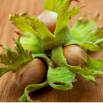 Фундук ГИГАНТ ТАМБОВСКИЙ в Туле