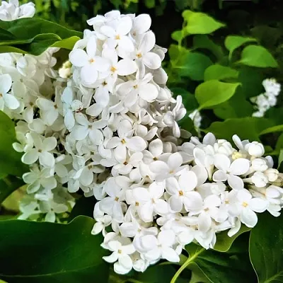 Сирень МАЛЕНЬКИЙ ПРИНЦ  Сирень МАЛЕНЬКИЙ ПРИНЦ в Туле