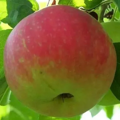 Яблоня УТРО  Яблоня УТРО в Туле