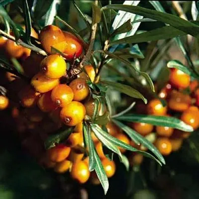 Облепиха ДАР КАЗАКОВУ в Туле