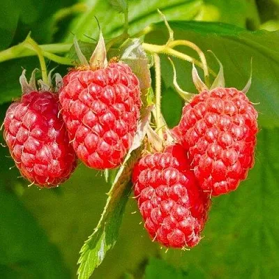 Малина ИЗОБИЛЬНАЯ  Малина ИЗОБИЛЬНАЯ в Туле