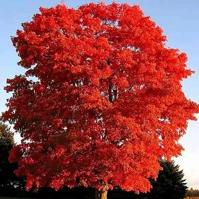 Дуб красный  в Туле