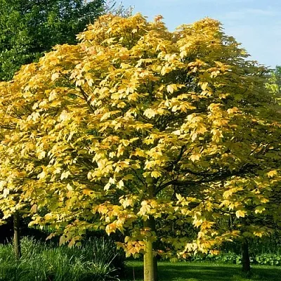 Клен ложноплатановый в Туле