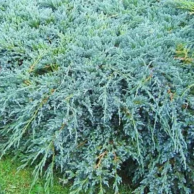 Можжевельник БЛЮ КАРПЕТ чешуйчатый  Можжевельник БЛЮ КАРПЕТ чешуйчатый в Туле