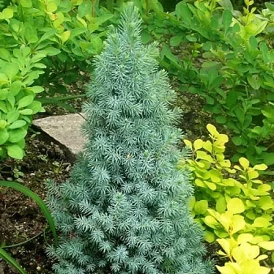 Ель КОНИКА сизая  Ель КОНИКА сизая в Туле