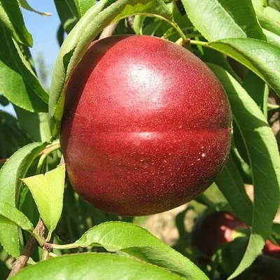 Нектарин ФАНТАЗИЯ  Нектарин ФАНТАЗИЯ в Туле