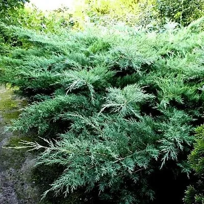 Можжевельник ПФИТЦЕРИАНА ГЛАУКА средний в Туле