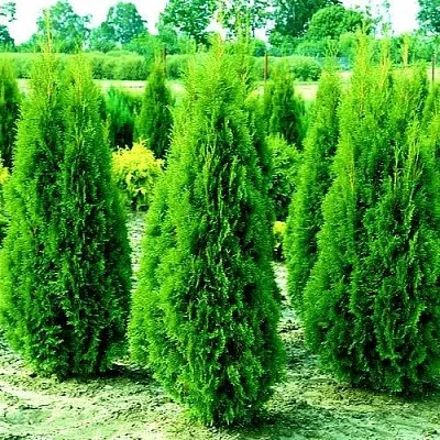 Туя ВИДМАНТ западная в Туле