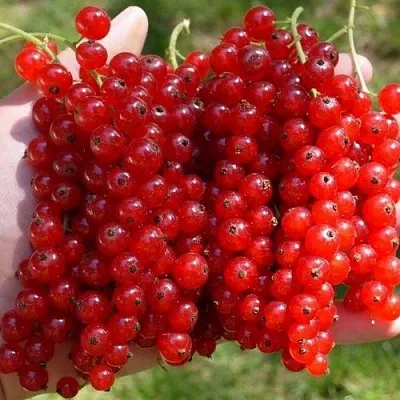 Смородина красная РЕД ПУЛ в Туле