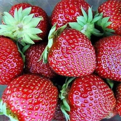 Клубника МАЛЬВИНА  Клубника МАЛЬВИНА в Туле