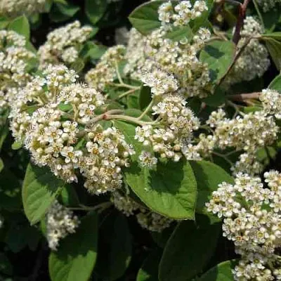 Кизильник пузырчатый в Туле