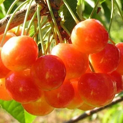 Черешня СОПЕРНИЦА  Черешня СОПЕРНИЦА в Туле