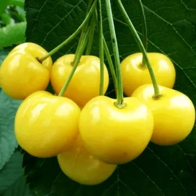 Черешня ПОДСНЕЖНИК в Туле