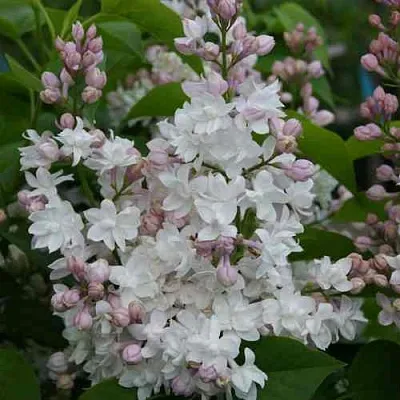 Сирень КРАСАВИЦА МОСКВЫ в Туле