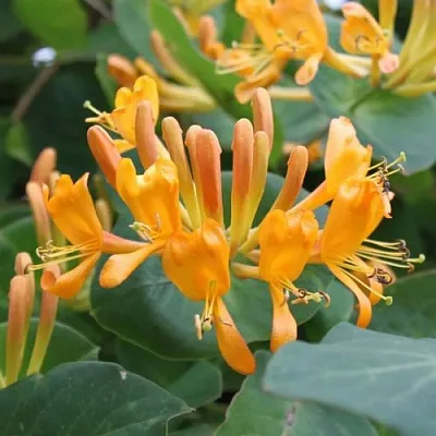 Жимолость ТЕЛЬМАНА в Туле