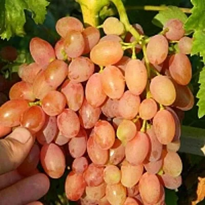 Виноград КИШМИШ ЛУЧИСТЫЙ в Туле