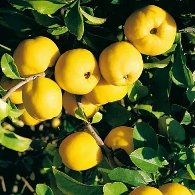 Айва ЦЕЗАРЬ в Туле