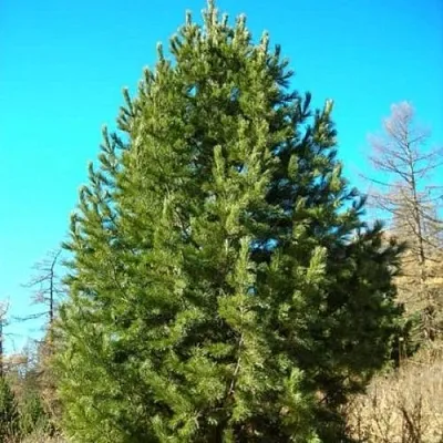 Сосна кедровая сибирская  Сосна кедровая сибирская в Туле