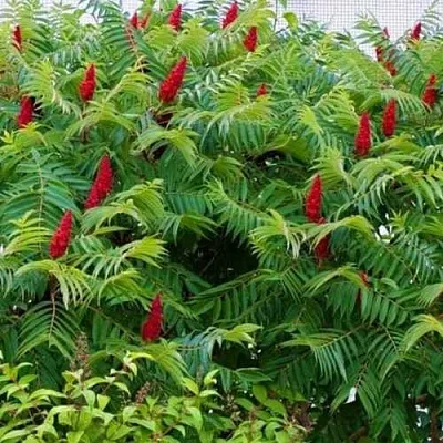 Сумах в Туле