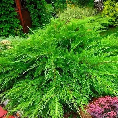 Можжевельник МИНТ ДЖУЛЕП средний  Можжевельник средний Mint Julep (МИНТ ДЖУЛЕП) в Туле