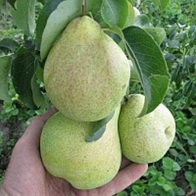 Груша КУДЕСНИЦА в Туле