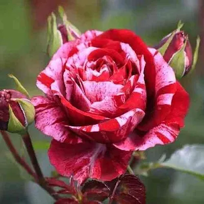 Саженцы роз ДИП ИМПРЕШН флорибунда  Саженцы роз ДИП ИМПРЕШН флорибунда в Туле