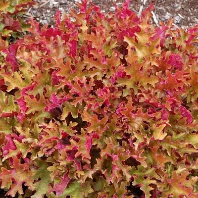 Гейхера МАРМЕЛАД  Гейхера МАРМЕЛАД в Туле