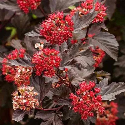 Пузыреплодник РЕД БАРОН  Пузыреплодник РЕД БАРОН в Туле