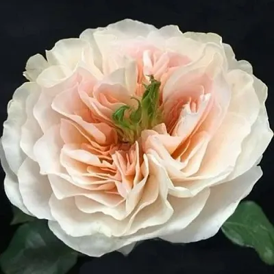 Саженцы роз ЧАРИТИ английская  Саженцы роз ЧАРИТИ английская в Туле