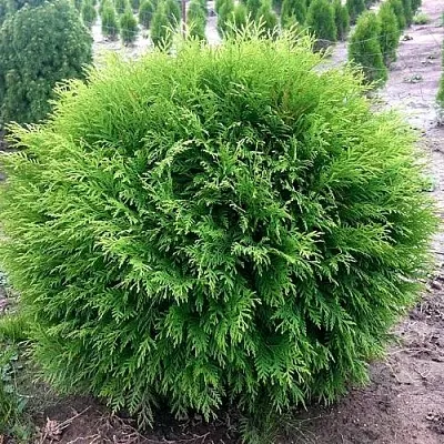 Туя ЛИТЛ ЧЕМПИОН западная в Туле