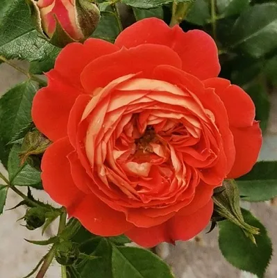 Саженцы роз СТАРЛЕТ РОУЗ КАРМЕН плетистая  Саженцы роз СТАРЛЕТ РОУЗ КАРМЕН плетистая в Туле