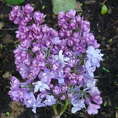 Сирень НАДЕЖДА  Сирень НАДЕЖДА в Туле