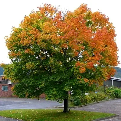 Клен остролистный  Клен остролистный в Туле