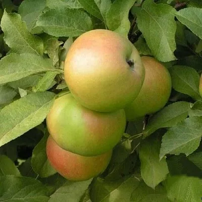 Яблоня ВЕРБНОЕ в Туле