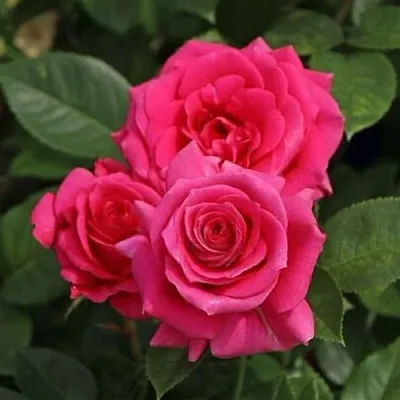 Саженцы роз ЛАВ ЛЕТТЕР флорибунда  Саженцы роз ЛАВ ЛЕТТЕР флорибунда в Туле