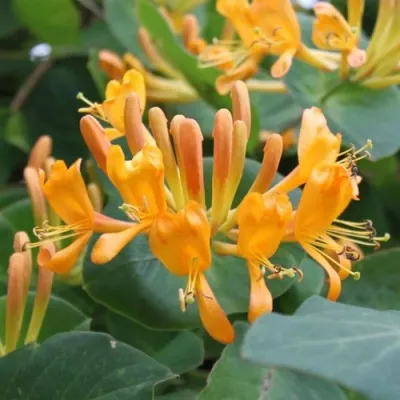 Жимолость ТЕЛЬМАНА в Туле