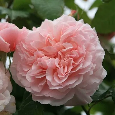 Саженцы роз РОЗ ДЕ ТОЛБИАК плетистая  Саженцы роз РОЗ ДЕ ТОЛБИАК плетистая в Туле