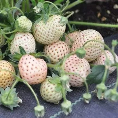 Клубника АНАНАСА ремонтантная в Туле