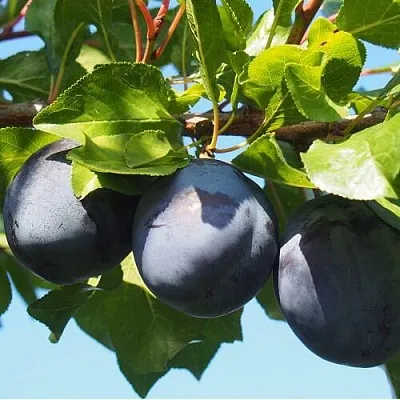 Слива ВОЛАТ  Слива ВОЛАТ в Туле