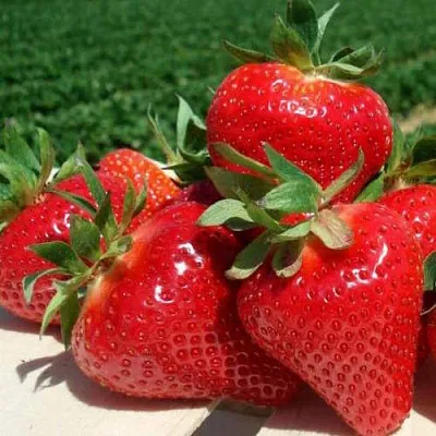 Клубника ДЖОЛИ  Клубника ДЖОЛИ в Туле