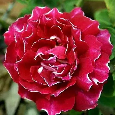 Саженцы роз БАРОН ЖИРО ДЕ ЛЕН ремонтантная в Туле