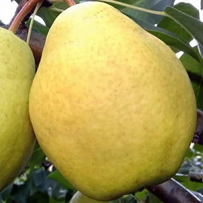 Груша ОСЕННИЙ ВЕЛИКАН в Туле