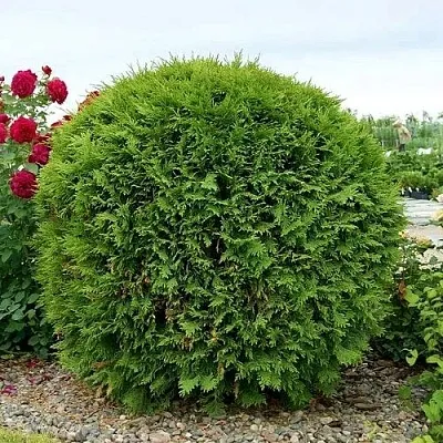 Туя ВУДВАРДИ западная  Туя ВУДВАРДИ западная в Туле