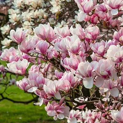 Магнолия в Туле