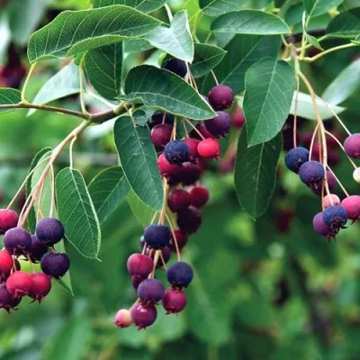 Ирга ЛАМАРКА — описание сорта Ирга ЛАМАРКА в Туле