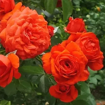 Саженцы роз МАЙНТАУЭР плетистая  Саженцы роз МАЙНТАУЭР плетистая в Туле